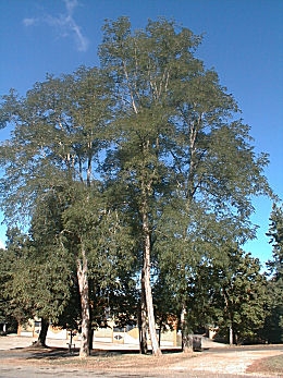 Robinier faux acacia: grands sujets - Robinia pseudoacacia