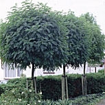 Robinier faux acacia en alignement - Robinia pseudoacacia