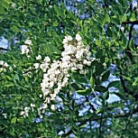 Robinier faux acacia: D�tail de la fleur - Robinia pseudoacacia