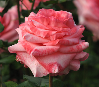 Rosal 'Arthur Rimbaud&reg;' Meihylvol - Rosa 'Arthur Rimbaud&reg;'