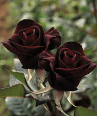'Black Baccara&reg;' Meidebenne Rose - Rosa 'Black Baccara&reg;'