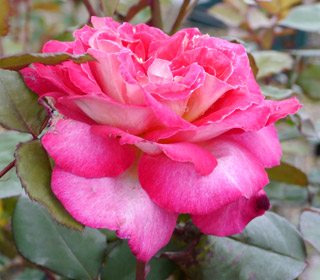 'Bolcho�&reg;' Meizuzes Rose - Rosa 'Bolcho�&reg;'