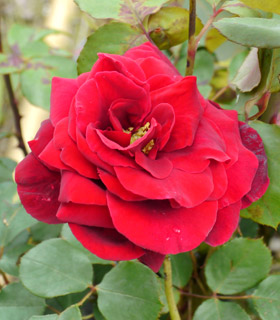 'Edith Piaf&reg;' Meiramboys Rose - Rosa 'Edith Piaf&reg;'