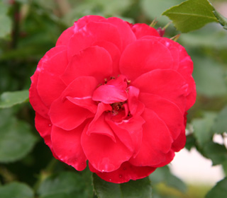 Rosal 'La Sevillana&reg;' Meigekanu - Rosa 'La Sevillana&reg;'