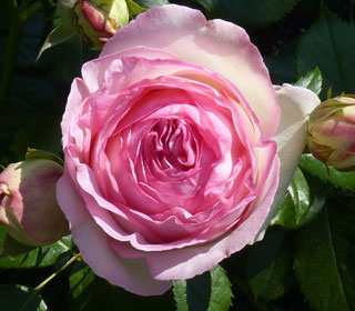 'Pierre de Ronsard&reg;' Meiviolin Rose - Rosa 'Pierre de Ronsard&reg;'