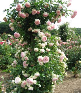 'Pierre de Ronsard&reg;' Meiviolin Rose - Rosa 'Pierre de Ronsard&reg;'