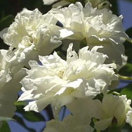 D�tail des fleurs du rosier de Banks 'Albo Plena' 