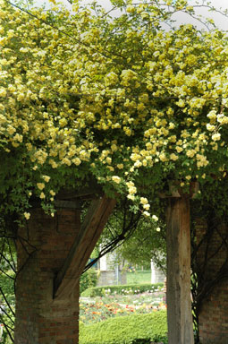 Rosier de Banks Lutea
