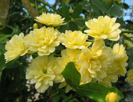 Rosier de Banks Lutea