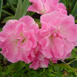 Roseira de Banks 'Rosea'