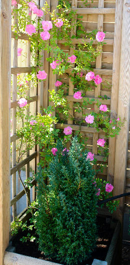 Roseira de Banks 'Rosea'