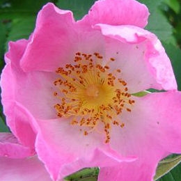 Rosier Complicata