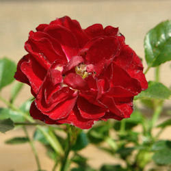 Rosal 'Fairy Donkerrood'&nbsp;- Rosa 'Fairy Donkerrood