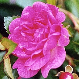 Fairy Rood Rose - Rosa 'Fairy Rood' 