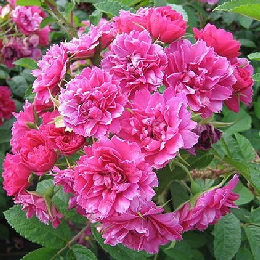 &nbsp;Grootendorst Supr�me Rose - Rosa 'Grootendorst Supr�me'
