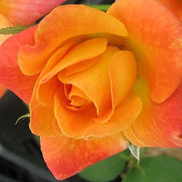 Roseira 'Joseph's Coat' - Rosa 'Joseph's Coat'