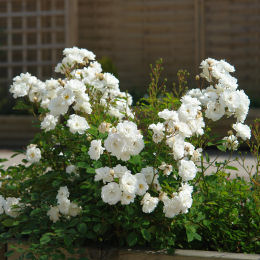Roseira 'Little White Pet' - Rosa 'Little White Pet'