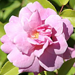 Rosier Old Blush