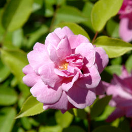 Rosier Old Blush