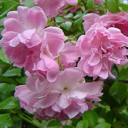  Rosal 'Pablito' - Rosa 'Pablito' 