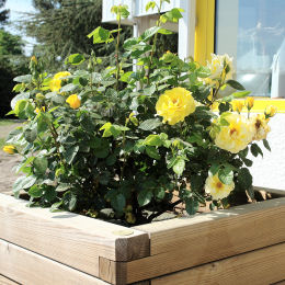 Rosal 'Reine Luccia' - Rosa 'Reine Luccia'