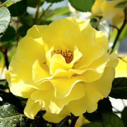 Rosal 'Reine Luccia' - Rosa 'Reine Luccia'