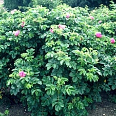 Rosier rugueux en buisson