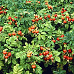 Rosier rugueux en fruits