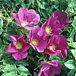D�tail des fleurs du rosier rugueux
