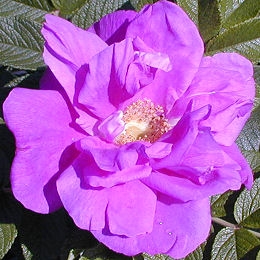 Rosier Roseraie de l'Hay