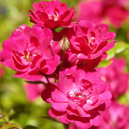 Roseira 'The fairy rubra' - Rosa 'The fairy rubra'