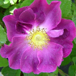 Rosier Violacea