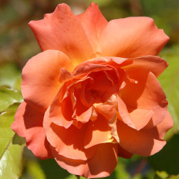 Rosier Westerland