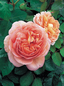 Rosier Abraham Darby&reg; (Auscot)