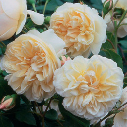 Roseira Lichfield Angel (Ausrelate)