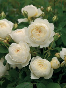 Rosier Claire Austin (Ausprior)