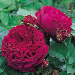 Roseira Trepadeira Falstaff (Ausverse)