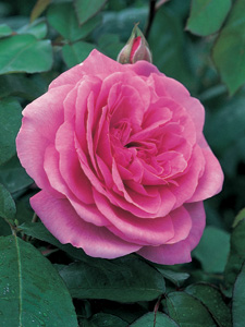 Roseira Gertrude Jekyll&reg; (Ausbord)