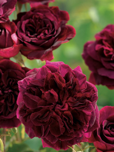 Roseira Munstead Wood (Ausbernard)
