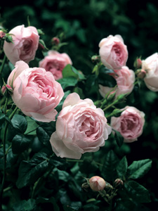 Roseira Scepter'd Isle (Ausland)