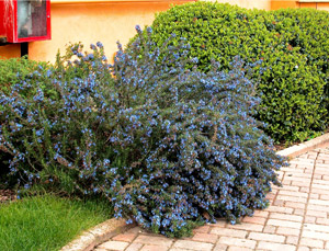 Romarin rampant - Rosmarinus officinalis 'Prostratus'