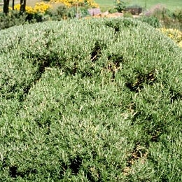 Romero o Romeo o Rosmarino - Rosmarinus officinalis