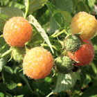 Raspberrie Fall Gold