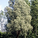 Salgueiro branco ou vimeiro branco - Salix alba