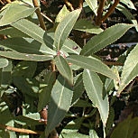 Salgueiro branco ou vimeiro branco - Salix alba