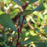 Eared Willow - Salix aurita