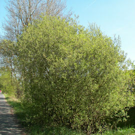 Saule marsault ou boursault - Salix caprea