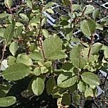 Saule marsault ou boursault - Salix caprea - D�tail des feuilles
