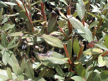 Daphne Willow or Violet Willow - Salix daphnoides or salix acutifolia