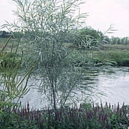 Coyote Willow - Salix exigua